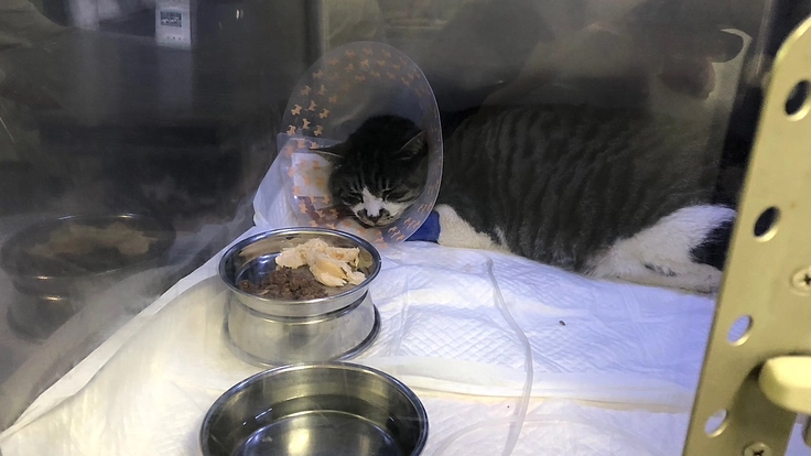 難病IHMAを患った地域猫とらちゃんを助けてください