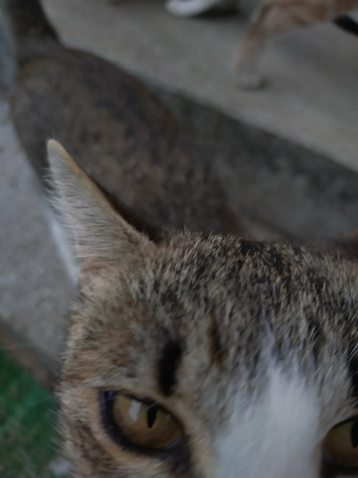 目標達成とネクストゴール