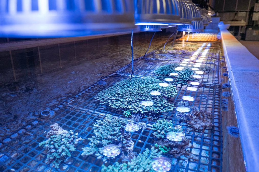 "サンゴ植え付け応援コース"ご用意しています！