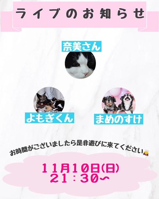 明日ライブします