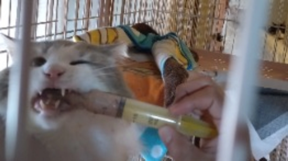 飼養主がんの闘病　にゃんずにご支援を