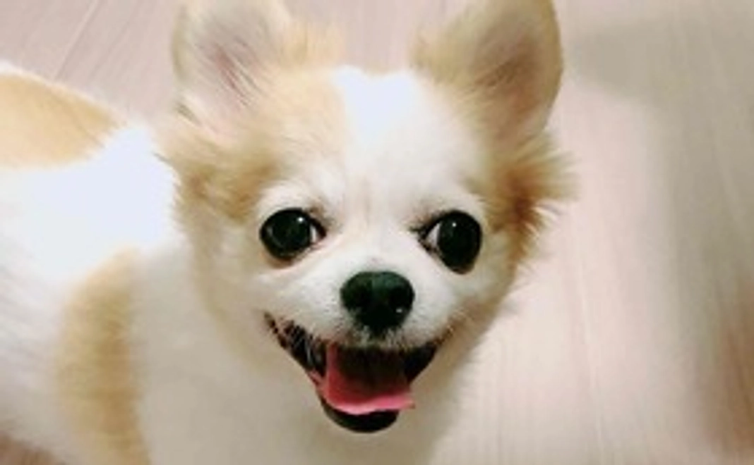 ひなに元気玉をお願いします②