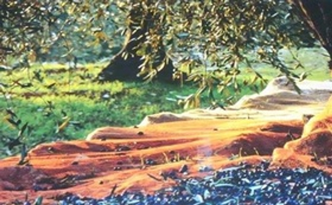 フランスからポストカードをお届け