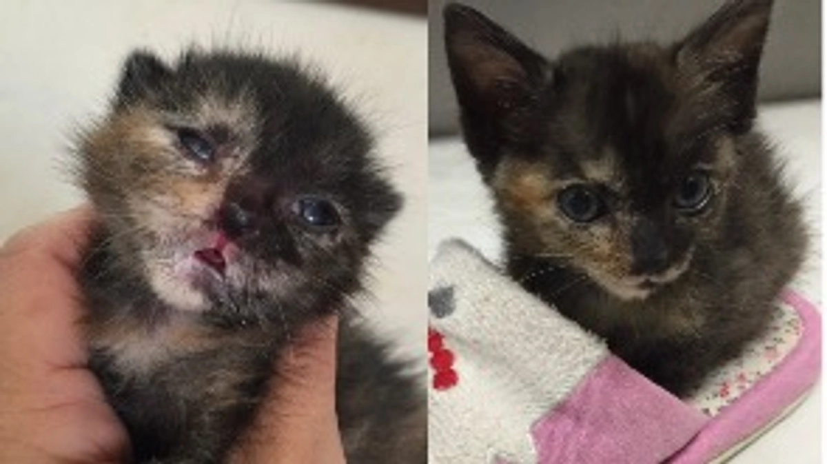 凄く手がかかった乳飲み子のんちゃん