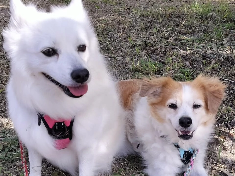 終了まであと10日。里親さまからのメッセージ　ゆめとチャーリーのご家族より