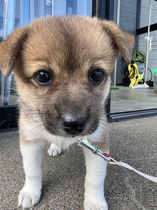 里親様がお迎えに来てくださいました！！