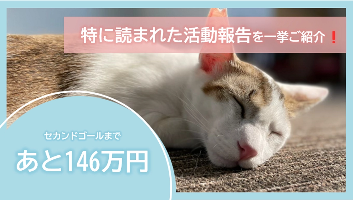 【セカンドゴールまで146万円✨】特に読まれた活動報告を一挙ご紹介❗