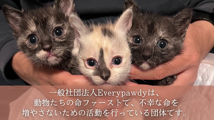 厳しい環境を生きた犬猫たちが暮らすお家。シェルター建設にご支援を! 2枚目