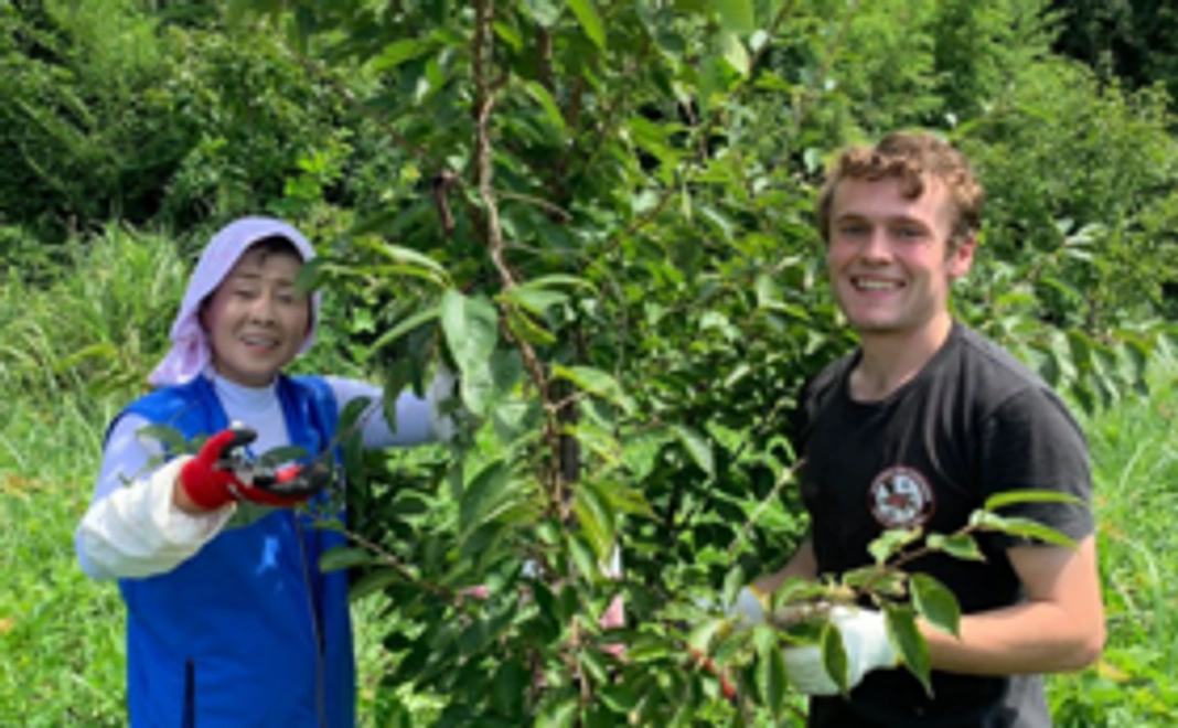 みんなで街道を桜でいっぱいに！