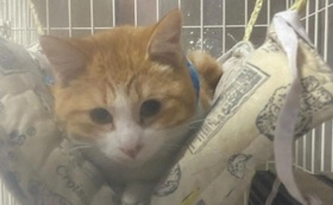 感謝のメールとサンタの近況写真