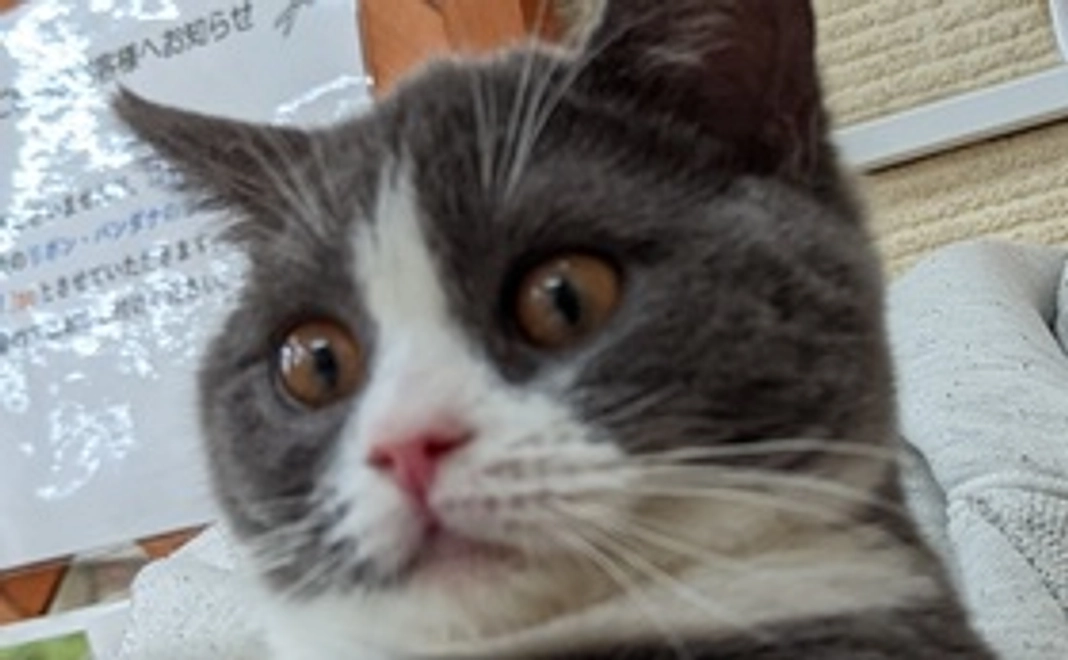 感謝のメール （画像）