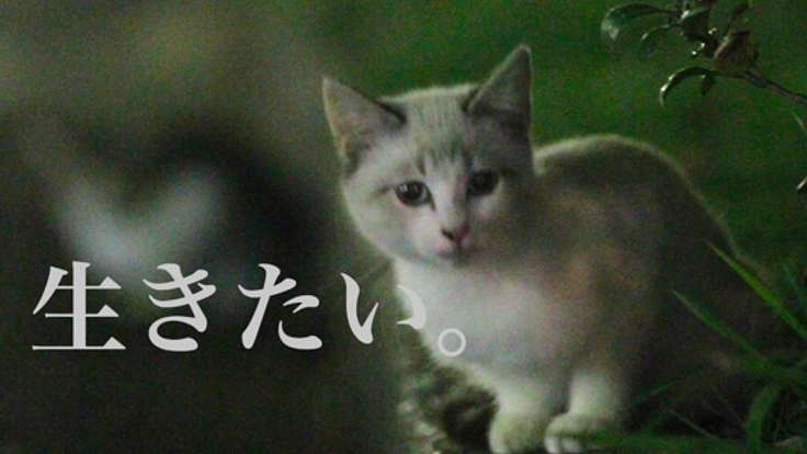 愛知県 名古屋港に存在する "猫捨て場" の猫たちを救いたい!!
