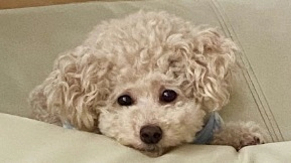 【クラファン残り16日】今日のこと