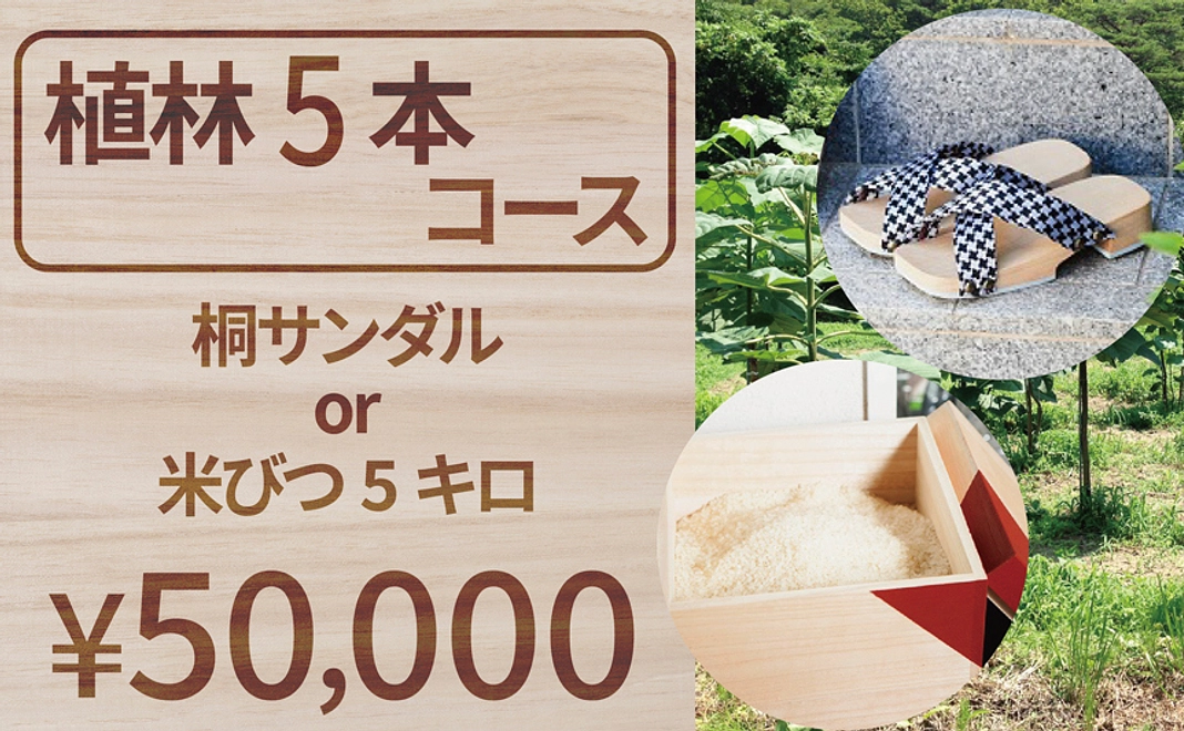 【植林5本コース】桐サンダルor米びつ5キロ