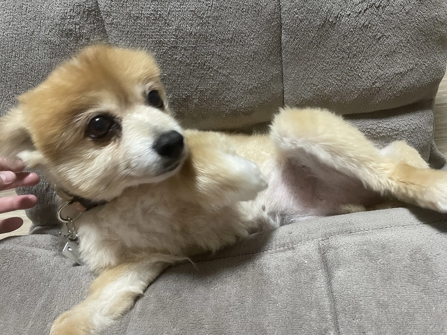 明日は定期検診の日