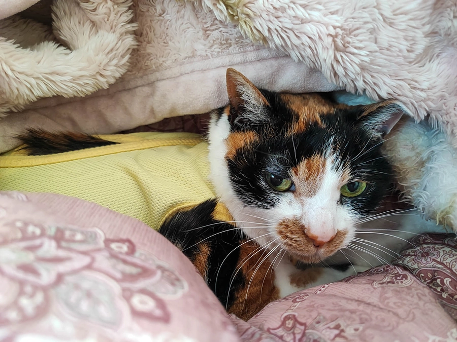 【Vol.11 4/27】ご支援のお礼と残り日数について