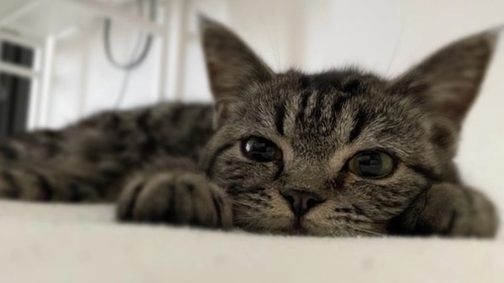 FIP（猫伝染性腹膜炎）と闘う「うに」を支えて下さいませんか？