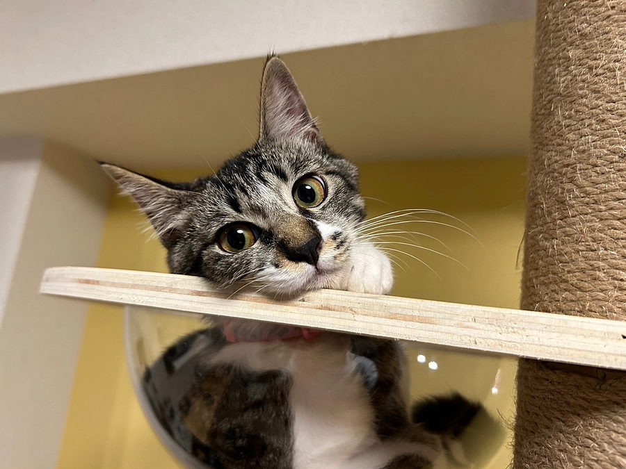 開始2日目で第一関門の30%を突破！1,900,000万円を達成しました！