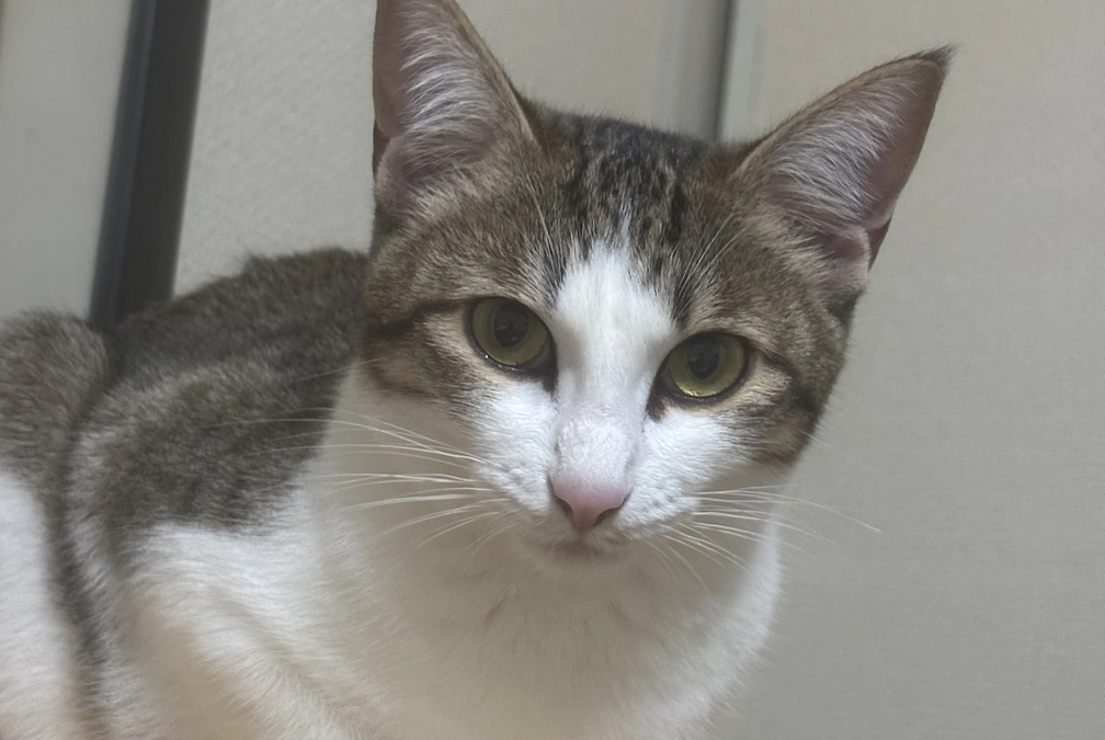 目標達成のご報告