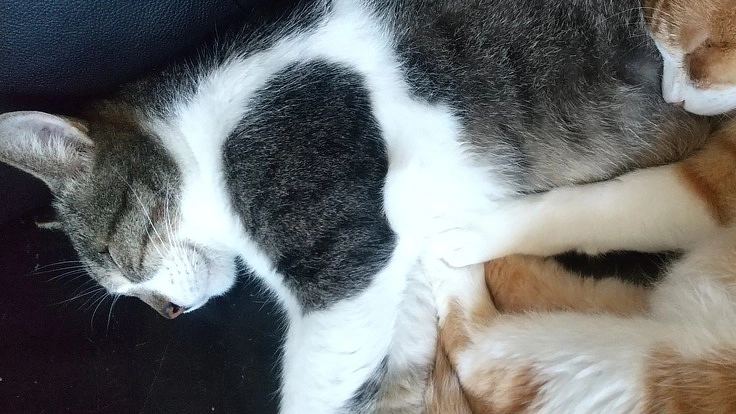 新たに保護する猫達、保護中の保護猫保護犬達の医療費