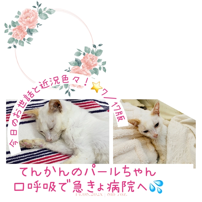 てんかんのパールちゃん、口呼吸で急遽病院へ