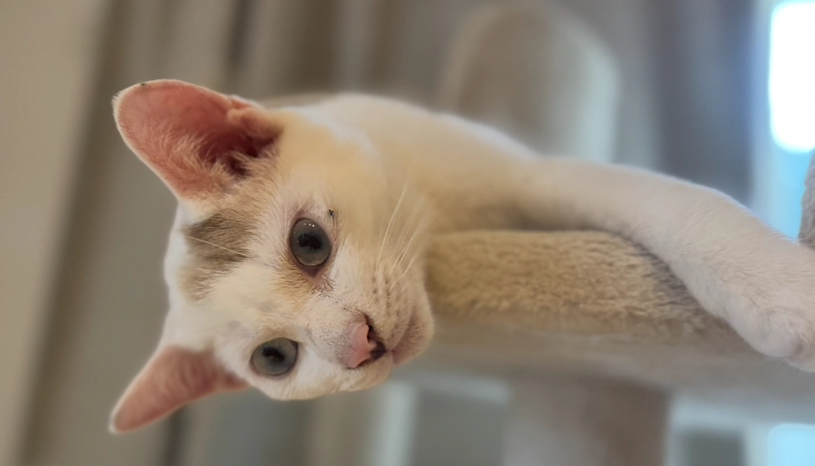 シンバのひとり運動会