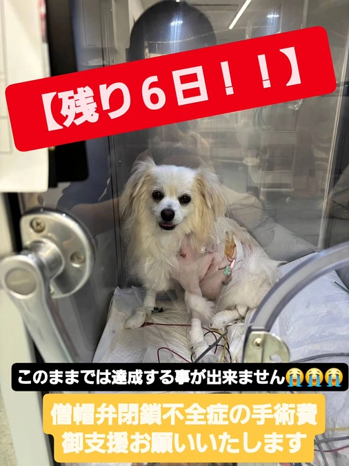 【残り6日】ご支援のほどよろしくお願いいたします🙇‍♀️