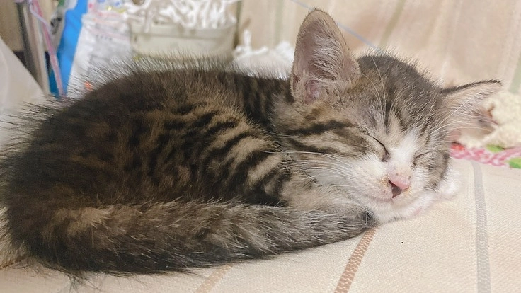 腎臓に二つの腫瘍がある「おみそ」を助けて下さい。