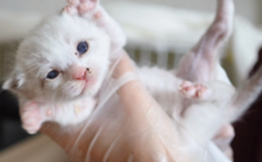 細雪(ささめゆき)コース