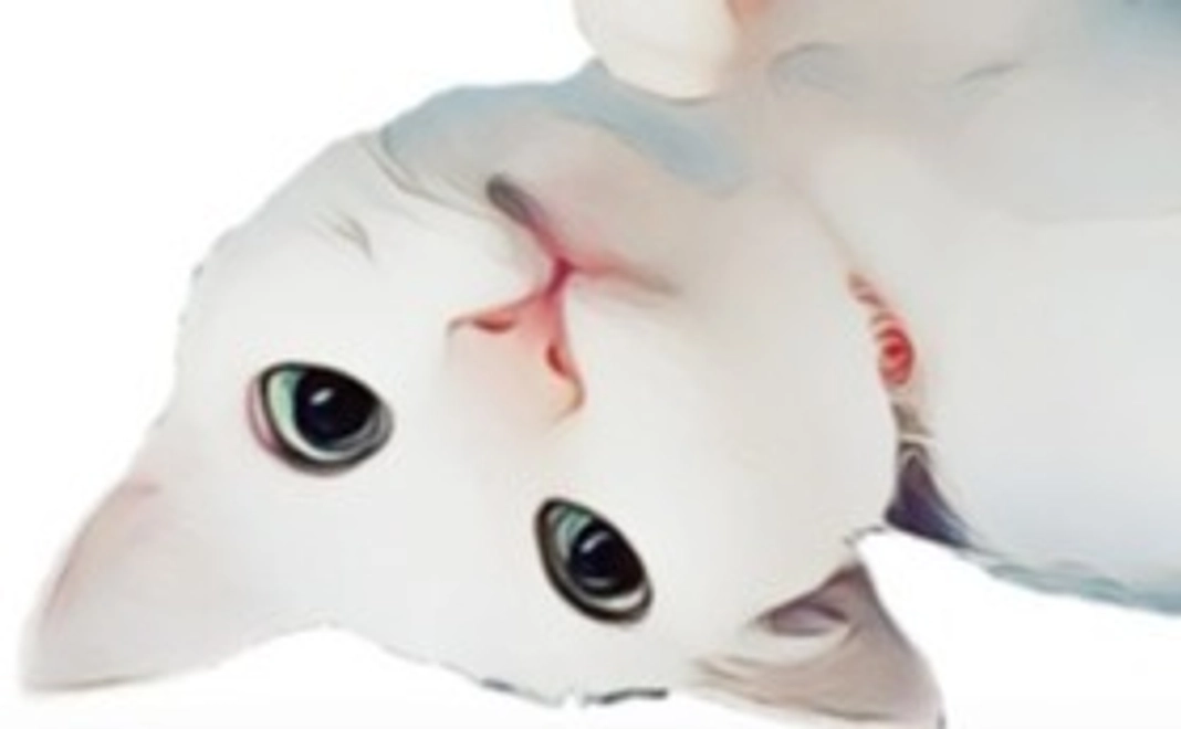 毎月500円ご支援　シンデレラサポーター