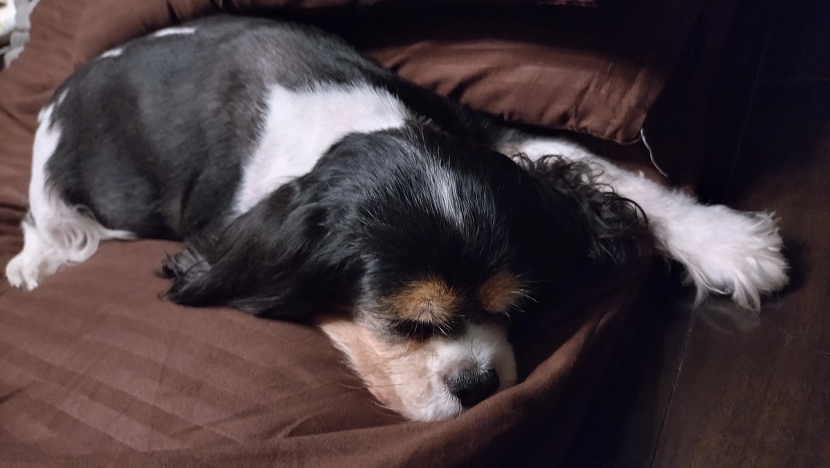 10月10日ハニーの様子  母は反省することばかり…