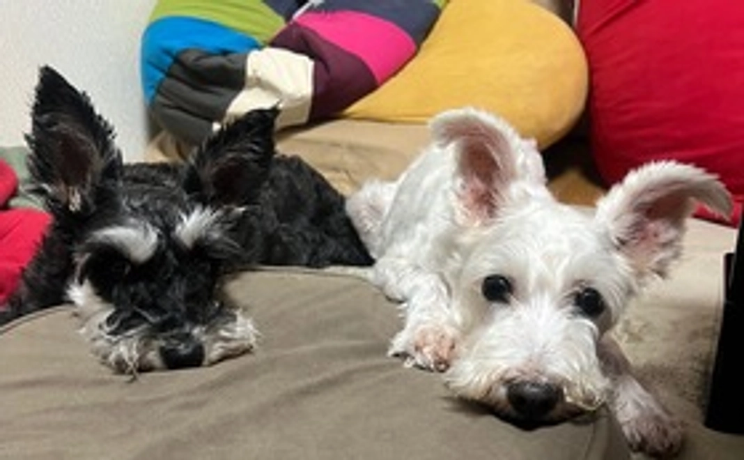 とろろ応援コース①