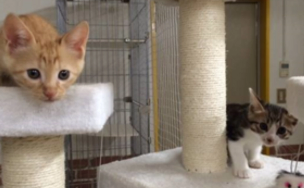 あなたの支援が保護猫ちゃん達の生活補助になります