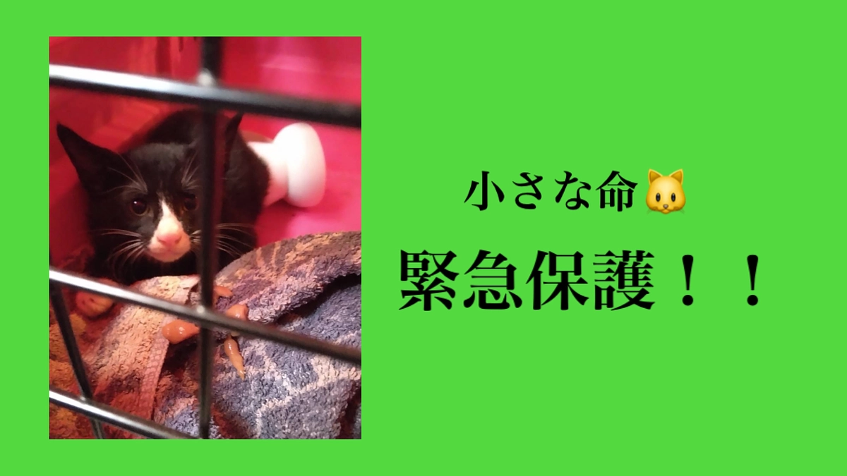 【炎天下の緊急保護！🐱】