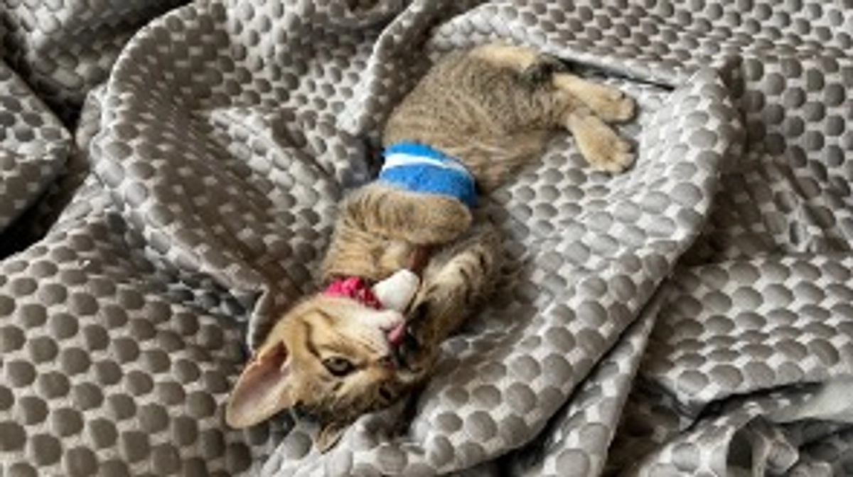 7/22(土)術後３回目の診察