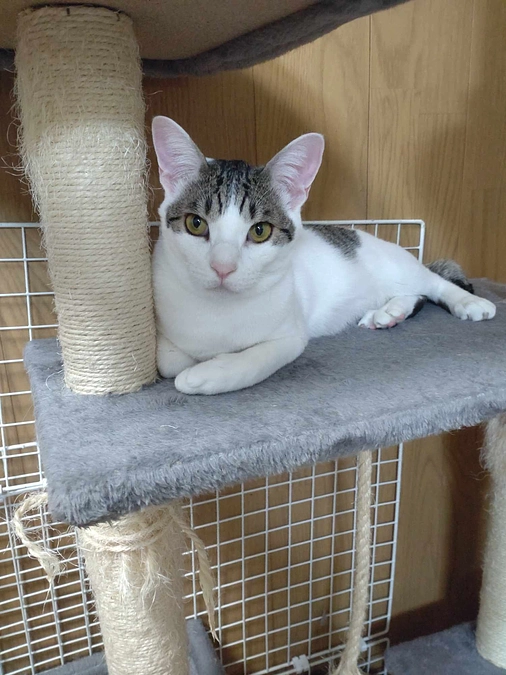 ネクストゴール400万円に挑戦します！