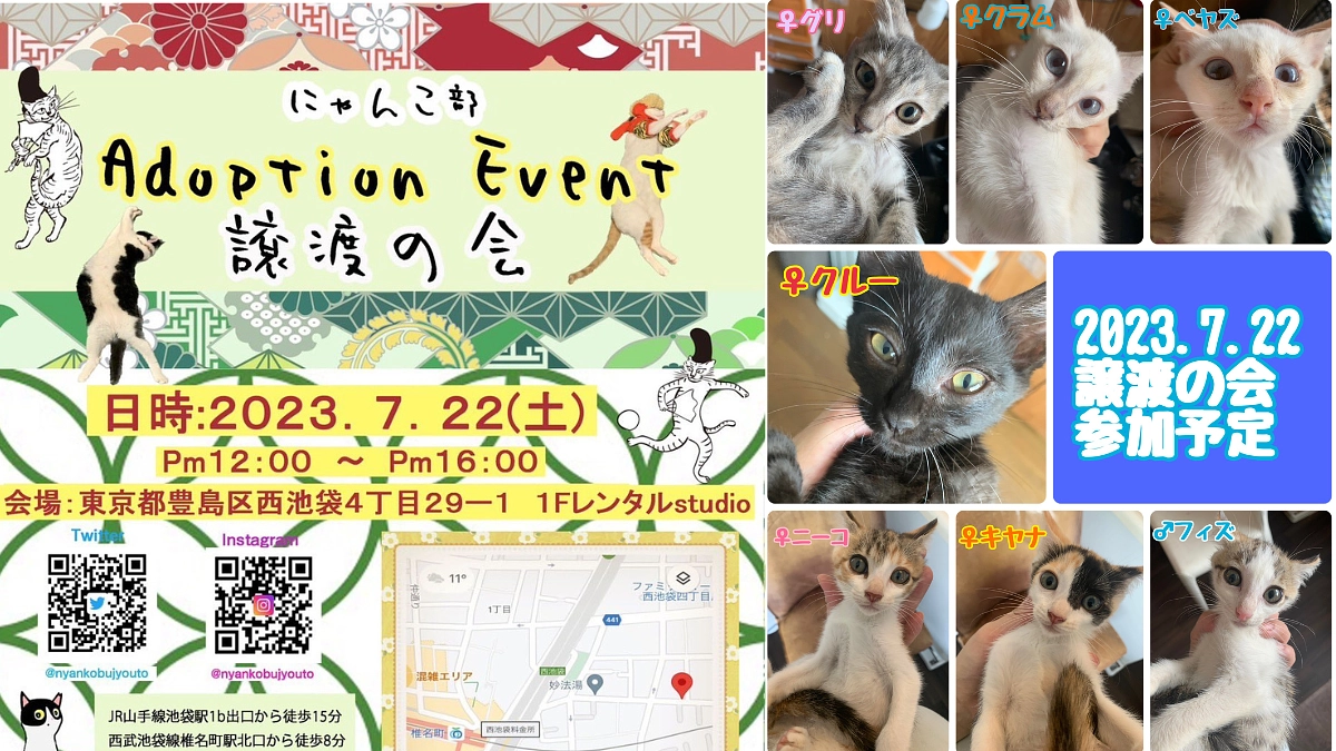 久米島の猫たちもちょこっと参加！譲渡会を開催しました！