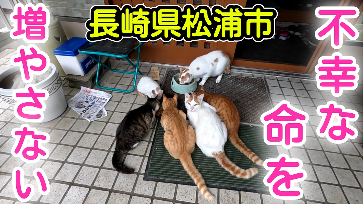 長崎県松浦市のTNR見学に行って参りました