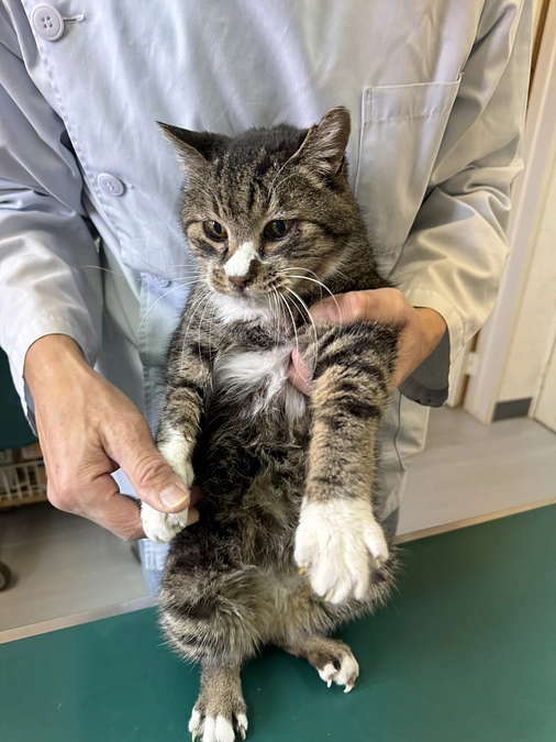 保護っ子たちの最近の医療について