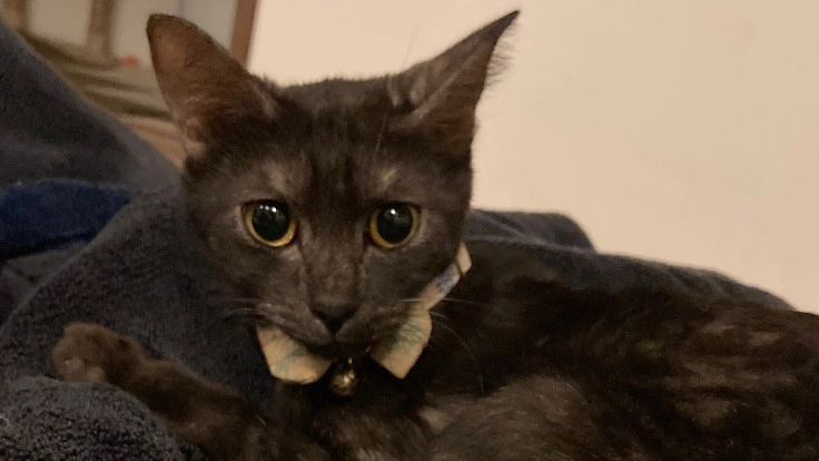 猫伝染性腹膜炎(FIP)の直虎にご支援ご協力頂けないでしょうか