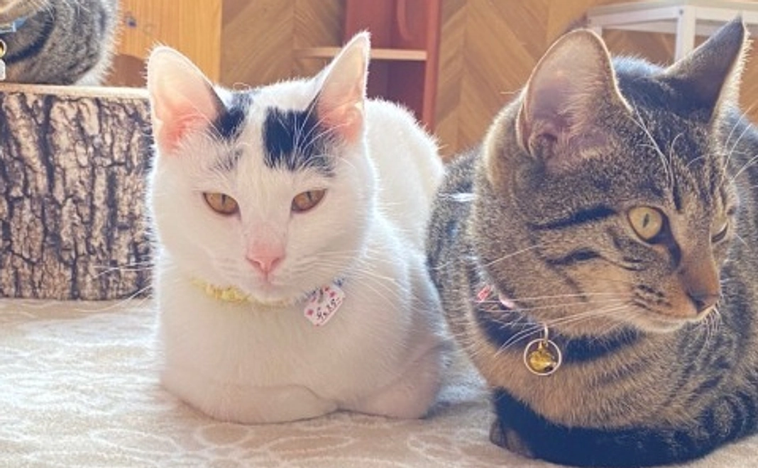 【寄付金控除対象】1万円応援コース