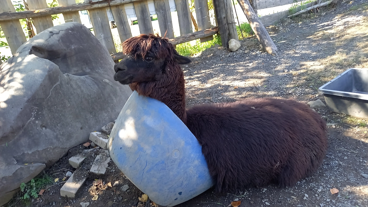 【剣淵生まれのアルパカ紹介】＃２　ギンさん