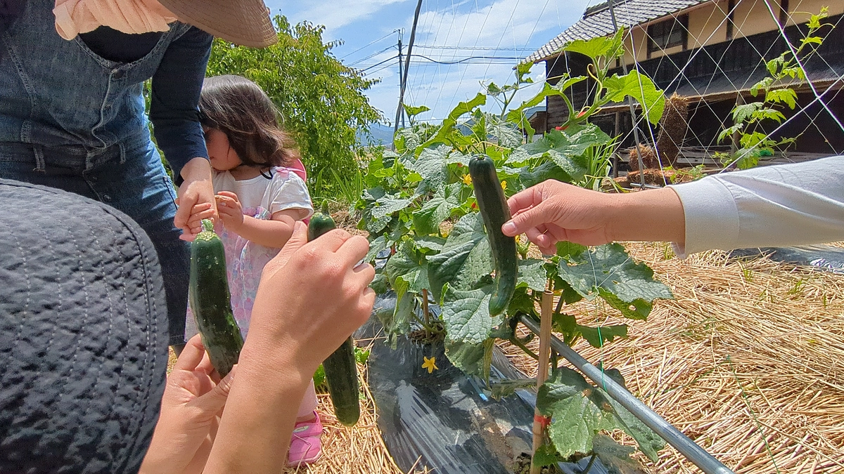 農業に触れる機会としての「ひとうねクラブ」