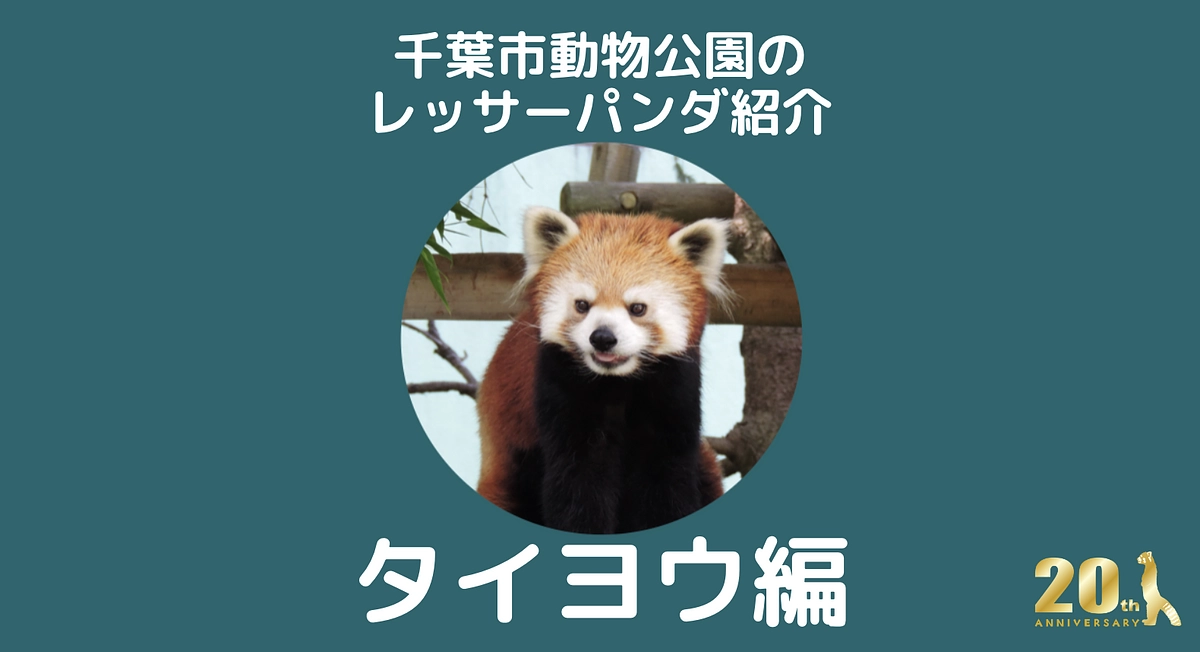 千葉市動物公園のレッサーパンダ紹介！【タイヨウ編】