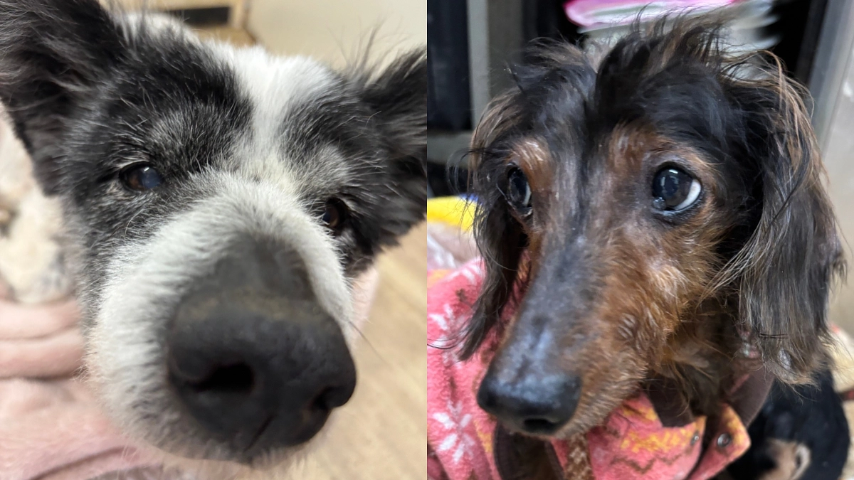 クラファン10日目🐕”