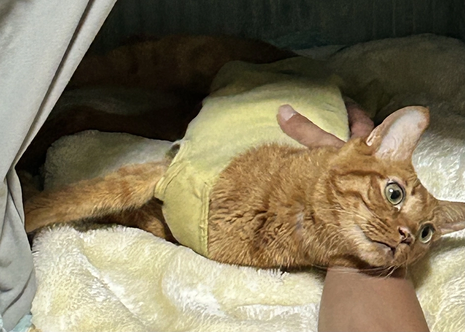 6/7   かかりつけ医で点滴をしてもらいました