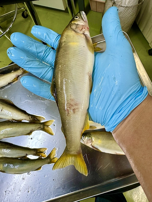 いよいよ本格的なあゆ調査には入りました！