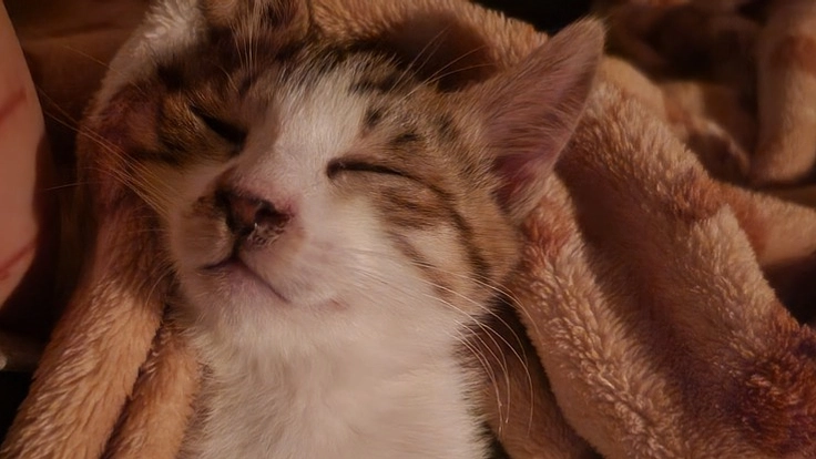 終生 猫が幸せに暮らして行ける場所