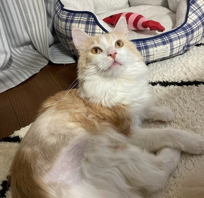 10/15ルイの様子/4回目の通院日