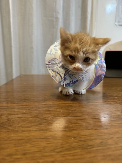 夜分遅くにすみません。子猫の通院してきました。